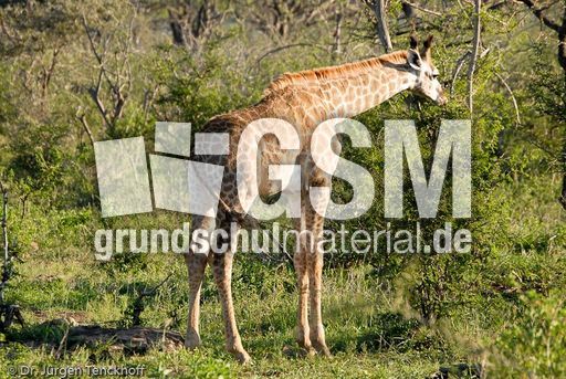 Giraffe (66 von 94).jpg